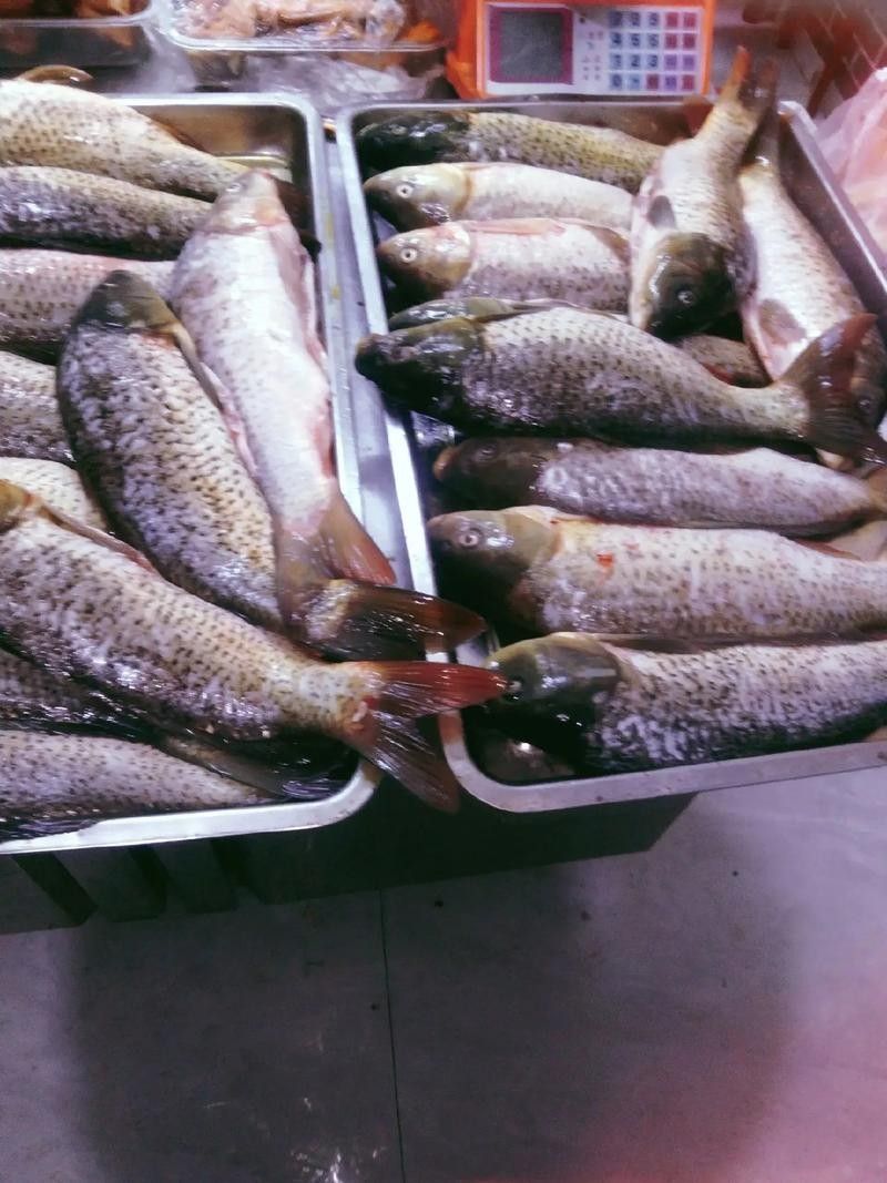 龍魚配虎魚的寓意 （龍魚配虎魚的寓意和象征）