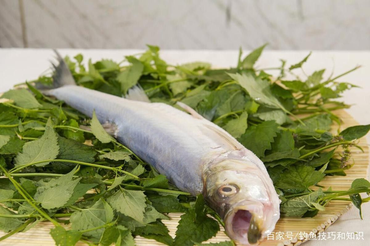 中國最有名的五大貢魚都是哪些魚嗶哩嗶哩嗶哩嗶哩嗶哩嗶哩嗶哩，15,中國最有名的五大貢魚都是哪些魚