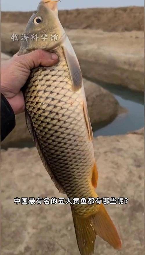 中國最有名的五大貢魚都是哪些魚嗶哩嗶哩嗶哩嗶哩嗶哩嗶哩嗶哩，15,中國最有名的五大貢魚都是哪些魚