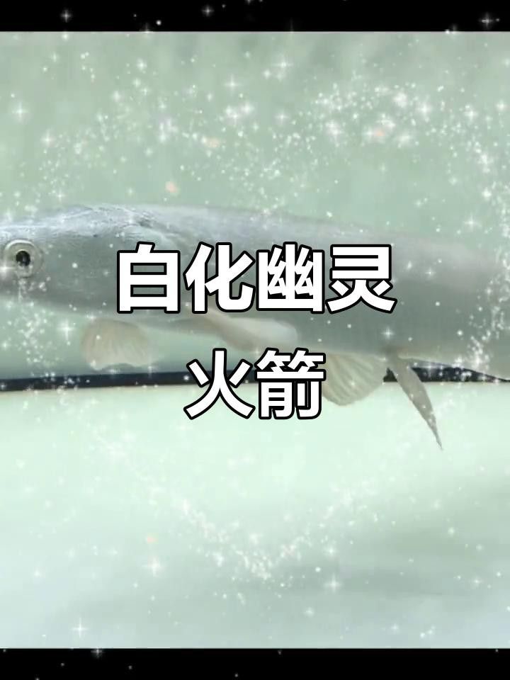 皇家幽靈火箭魚的飼養方法，世界第一大叔殿下從零開始聊雀鱔