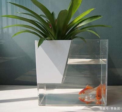金龍魚麥芯粉怎么做饅頭金龍魚白面麥芯粉好嗎，金龍魚白面麥芯粉好嗎