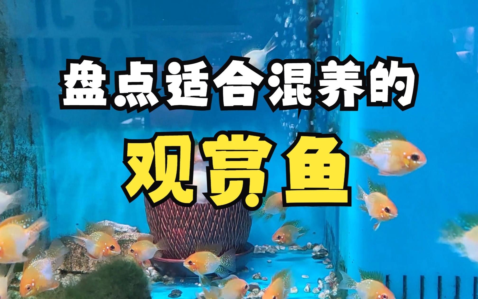適合混養的觀賞魚，哪些觀賞魚適合混養在一起
