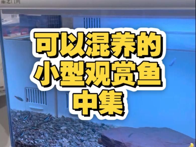 適合混養的觀賞魚，哪些觀賞魚適合混養在一起