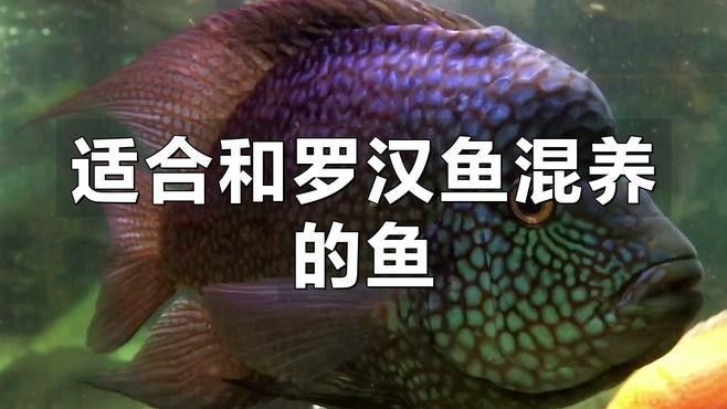 適合混養的觀賞魚，哪些觀賞魚適合混養在一起