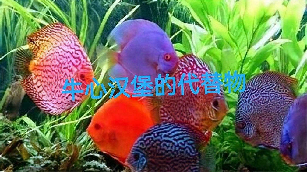 魚食的漢堡和牛心漢堡哪個更適合增色？，魚食漢堡和牛心漢堡哪個好，