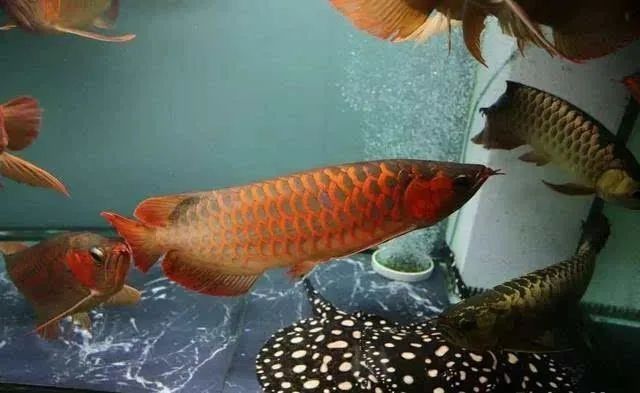 龍魚燈光的使用方法，——龍魚燈光的使用方法