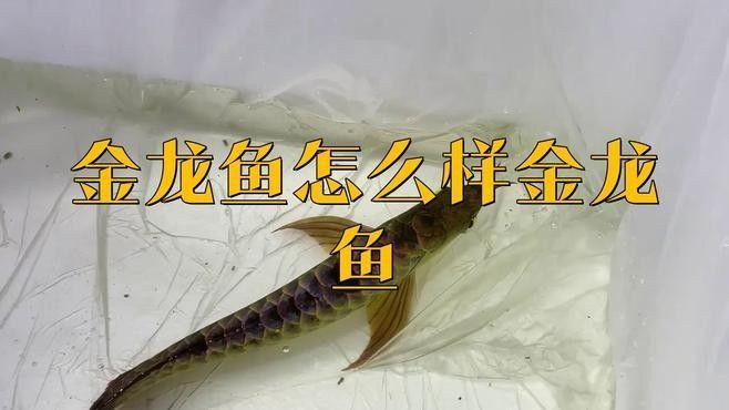 大觀金龍魚是中國糧油行業的領先品牌大觀金龍魚是哪個品牌，大觀金龍魚屬于什么檔次東饗尋味聽