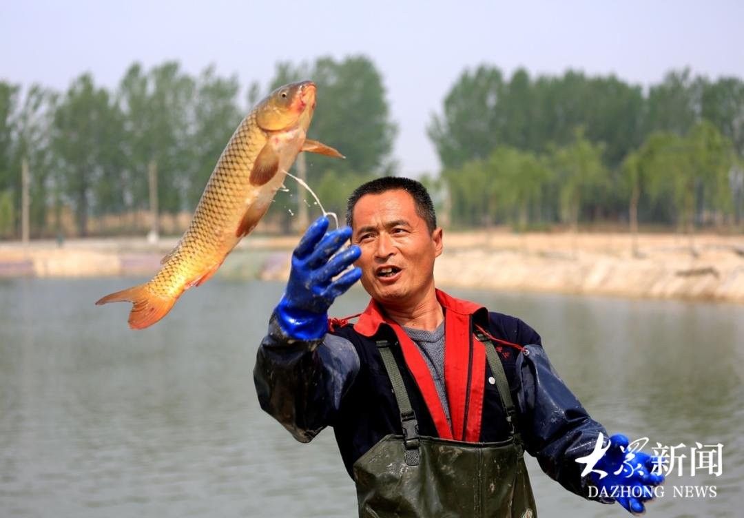 山東聊城東阿黃河鯉魚年產(chǎn)值1.6億元大眾日報聽，東阿黃河鯉魚的價格是多少？