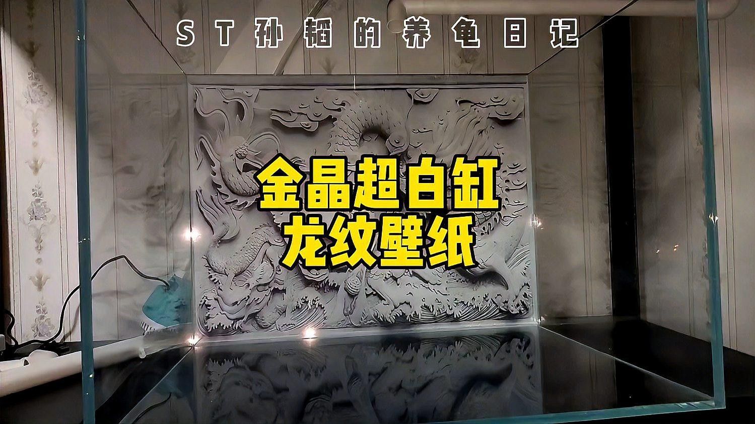 龍魚缸背景壁紙高清，讓你的家庭環境增添一份寧靜與和諧，魚缸背景壁紙高清