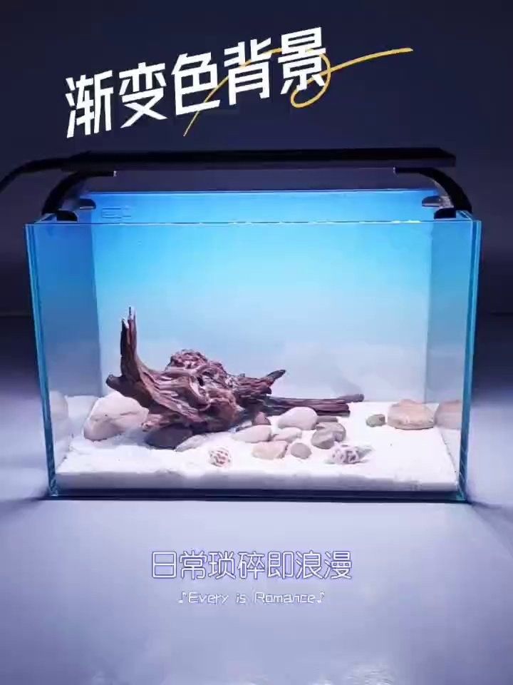龍魚缸背景壁紙高清，讓你的家庭環境增添一份寧靜與和諧，魚缸背景壁紙高清