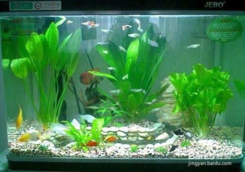 龍魚水霉的處理方法以及如何徹底清除龍魚水霉的關鍵，龍魚水霉的處理方法
