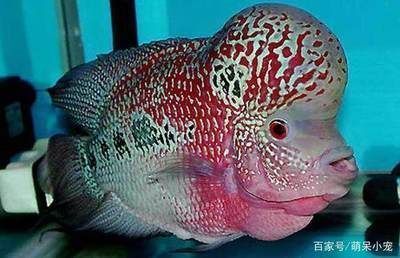 龍魚趴缸處理干凈視頻教程：新龍魚趴缸處理干凈視頻教程，如何處理新龍魚趴缸