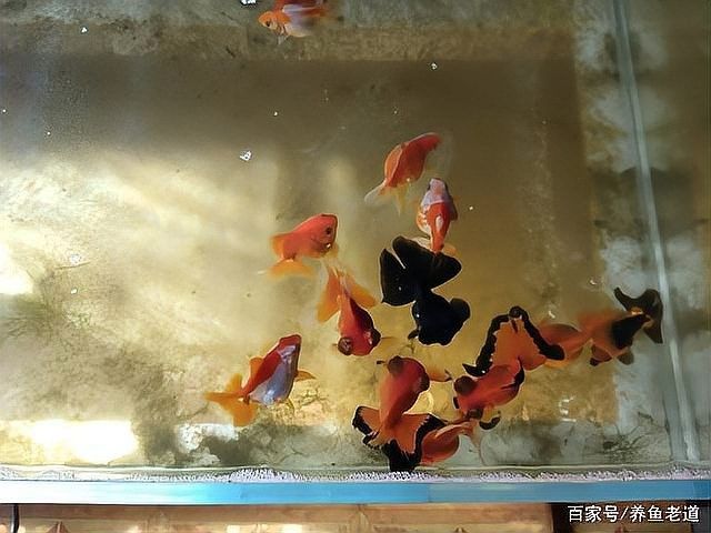 魚(yú)糧泡多久可以喂魚(yú)，掌握這4個(gè)“投喂密碼”，魚(yú)糧是否需要泡水喂魚(yú)