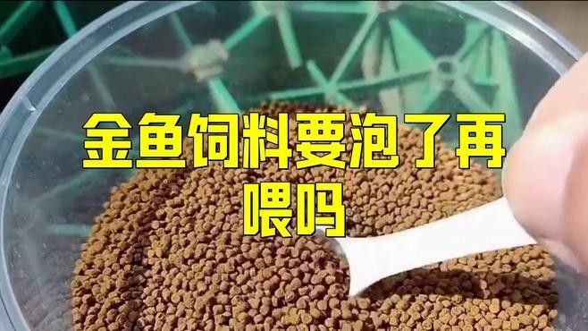 魚(yú)糧泡多久可以喂魚(yú)，掌握這4個(gè)“投喂密碼”，魚(yú)糧是否需要泡水喂魚(yú)