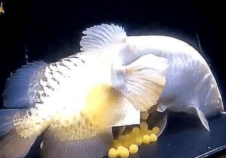 探訪吉林市區(qū)內(nèi)的觀賞魚店及其特色，吉林觀賞魚店及其特色，吉林市區(qū)內(nèi)有哪些觀賞魚店？
