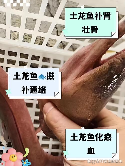 日土龍魚的市場價格是多少？，中國南方地區常見的淡水魚類