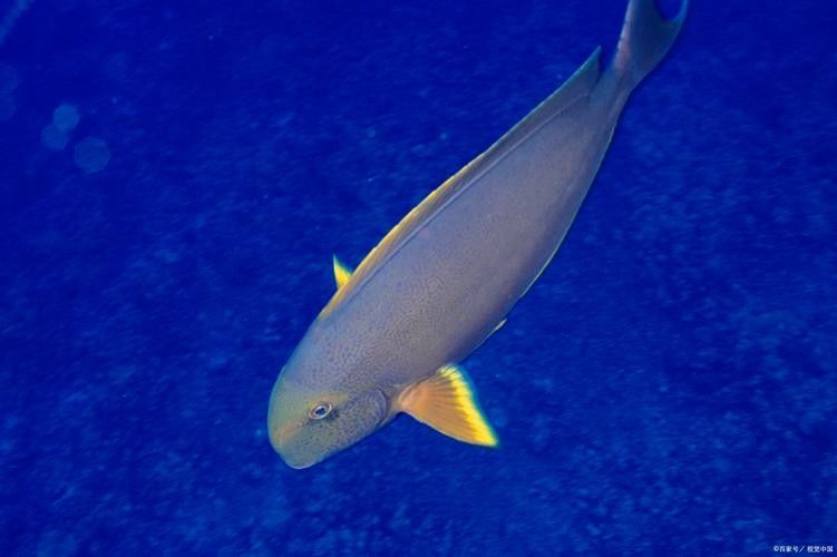 日土龍魚的市場價格是多少？，中國南方地區常見的淡水魚類