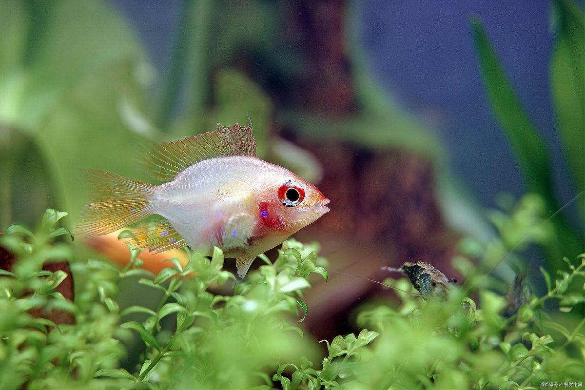 伊巴卡魚適合混養嗎，伊巴卡魚單獨養有哪些注意事項，伊巴卡魚養兩條并不理想