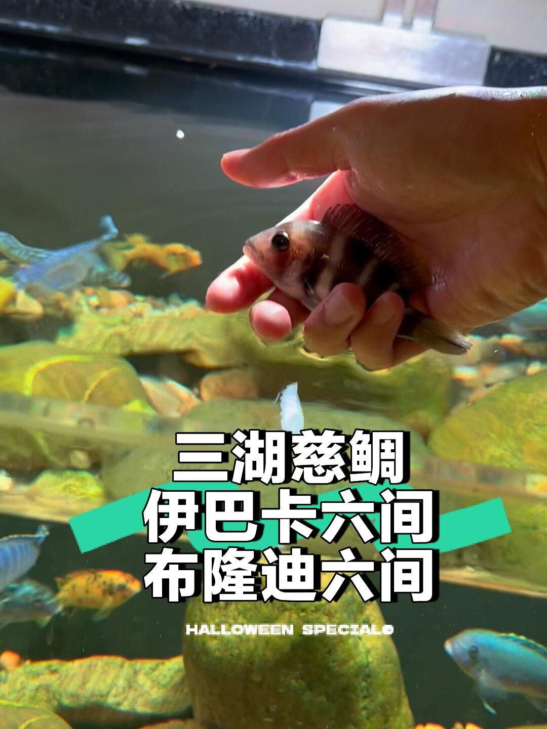 伊巴卡魚適合混養嗎，伊巴卡魚單獨養有哪些注意事項，伊巴卡魚養兩條并不理想