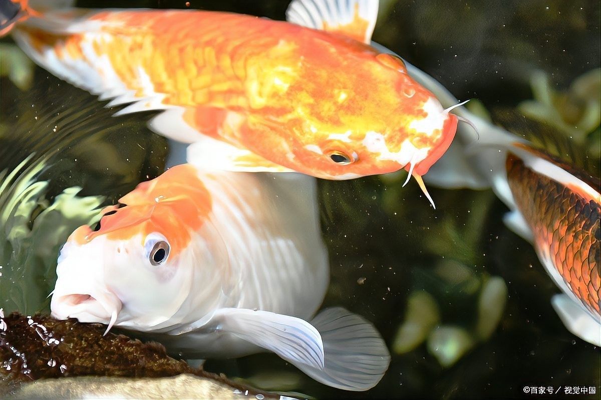 伊巴卡魚適合混養嗎，伊巴卡魚單獨養有哪些注意事項，伊巴卡魚養兩條并不理想