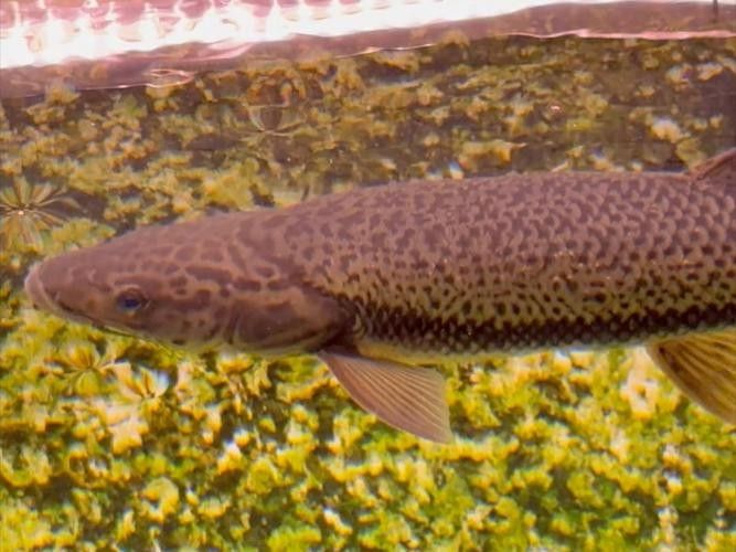 瀾滄江魚的多樣性和生態特征，瀾滄江江魚的多樣性和生態特征