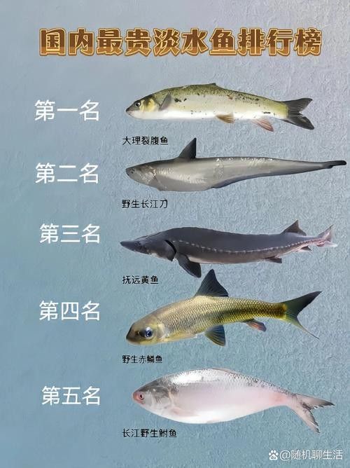 瀾滄江魚的多樣性和生態(tài)特征，瀾滄江江魚的多樣性和生態(tài)特征