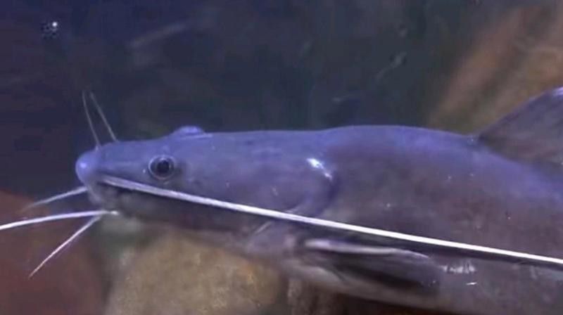 瀾滄江魚的多樣性和生態(tài)特征，瀾滄江江魚的多樣性和生態(tài)特征