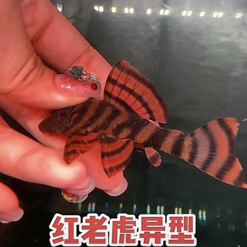 虎異型虎魚純色虎魚品牌介紹?；愋突Ⅳ~純色虎魚品牌介紹，福虎異型虎魚純色虎魚品牌介紹福虎異型虎魚純色虎魚品牌介紹
