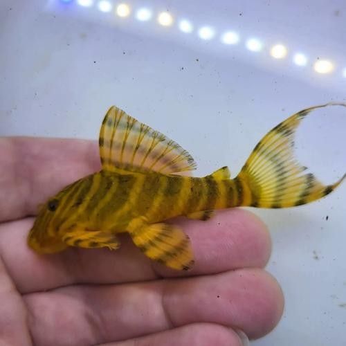 虎異型虎魚純色虎魚品牌介紹福虎異型虎魚純色虎魚品牌介紹，?；愋突Ⅳ~純色虎魚品牌介紹?；愋突Ⅳ~純色虎魚品牌介紹
