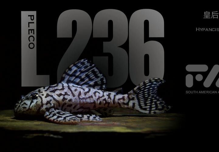 虎異型虎魚純色虎魚品牌介紹?；愋突Ⅳ~純色虎魚品牌介紹，?；愋突Ⅳ~純色虎魚品牌介紹?；愋突Ⅳ~純色虎魚品牌介紹