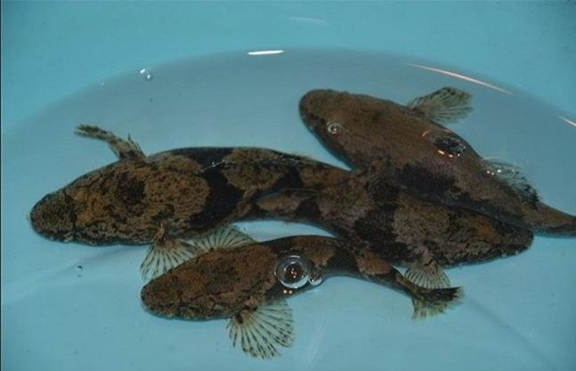 虎異型虎魚純色虎魚品牌介紹福虎異型虎魚純色虎魚品牌介紹，?；愋突Ⅳ~純色虎魚品牌介紹?；愋突Ⅳ~純色虎魚品牌介紹