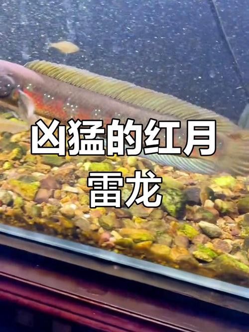 雷龍魚的飼養(yǎng)方法，月雷龍魚的繁殖方式是怎樣的月雷龍魚的繁殖方式是怎樣的