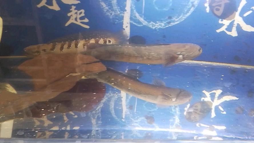 雷龍魚的飼養(yǎng)方法，月雷龍魚的繁殖方式是怎樣的月雷龍魚的繁殖方式是怎樣的