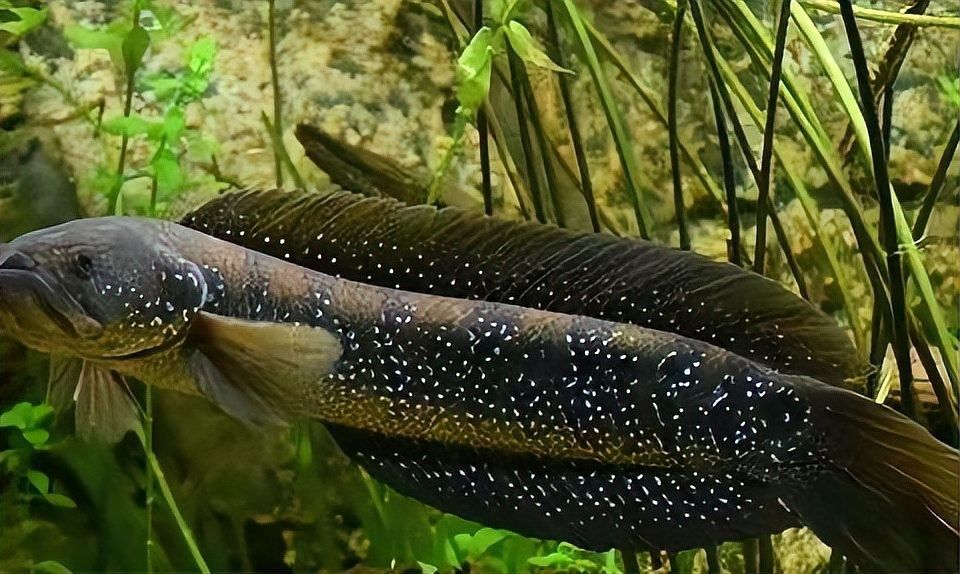 雷龍魚的飼養(yǎng)方法，月雷龍魚的繁殖方式是怎樣的月雷龍魚的繁殖方式是怎樣的