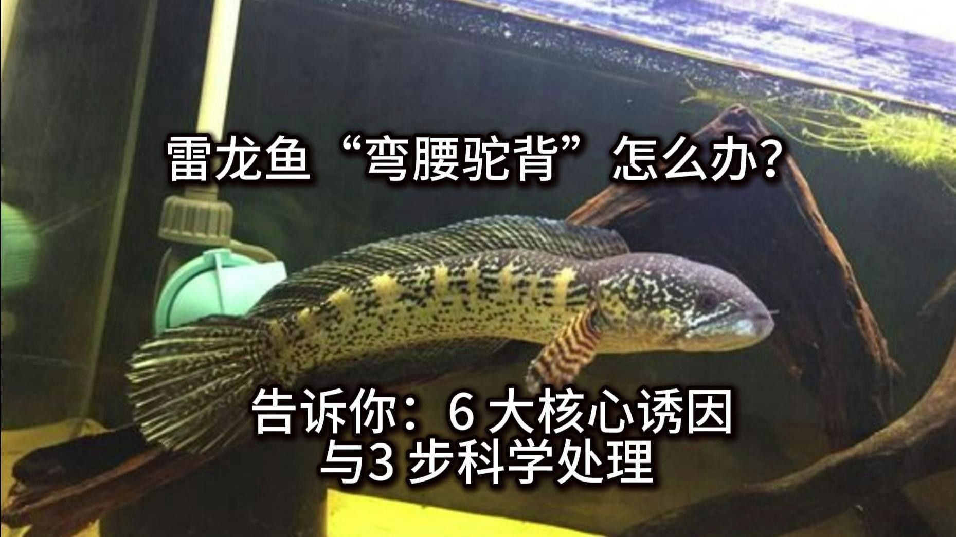 雷龍魚的飼養(yǎng)方法，月雷龍魚的繁殖方式是怎樣的月雷龍魚的繁殖方式是怎樣的