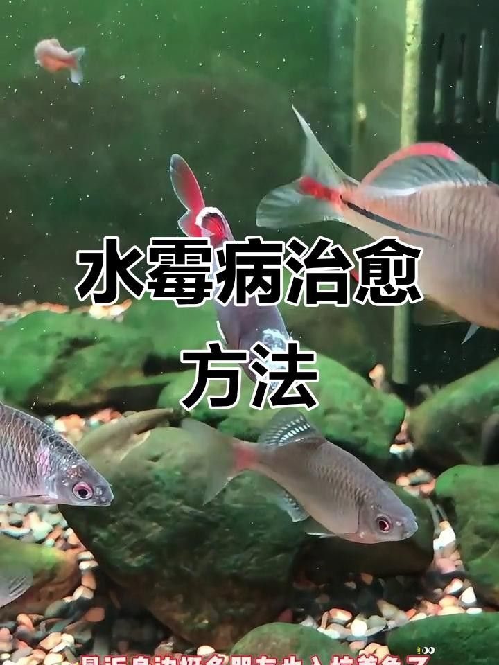 龍魚頭上有白色絮狀物怎么治，魚頭上有白色絮狀物怎么治