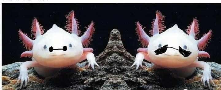 龍魚頭上有白色絮狀物怎么治，魚頭上有白色絮狀物怎么治