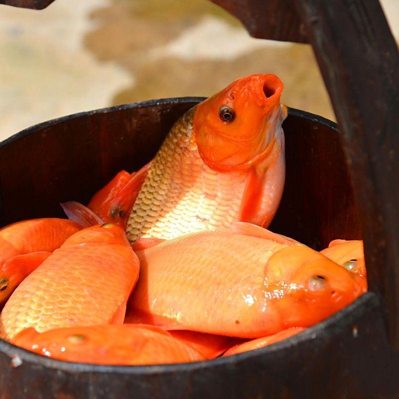 婺源荷包紅鯉的介紹，婺源紅魚有哪些品種？