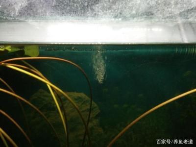 龍魚飼養(yǎng)注意事項，飼養(yǎng)龍魚的注意事項