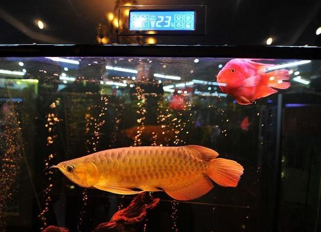 巴音郭楞龍魚的市場價格是多少？，巴音郭楞龍魚是真實存在的嗎？ 巴音郭楞龍魚的市場價格是多少？，巴音郭楞龍魚是真實存在的嗎？ 觀賞魚百科 第5張
