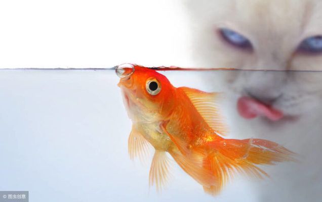 豬龍魚在哪釣最好，豬龍魚在哪釣最好看，豬龍魚在哪釣最好