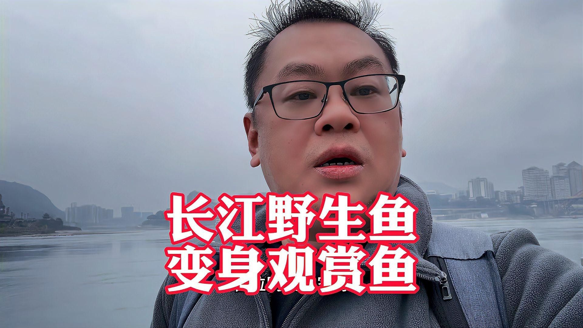 長江的野生魚，被宜賓人喂成了觀賞魚，四川宜賓野生魚喂成了觀賞魚，江里黑壓壓一片