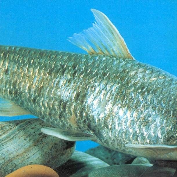 嘉魚是什么？，嘉魚是什么魚小絨球札記嘉魚是什么魚小絨球札記嘉魚是什么意思