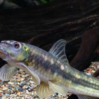 嘉魚是什么？，嘉魚是什么魚小絨球札記嘉魚是什么魚小絨球札記嘉魚是什么意思