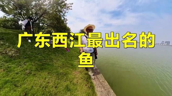 嘉魚是什么？，嘉魚是什么魚小絨球札記嘉魚是什么魚小絨球札記嘉魚是什么意思