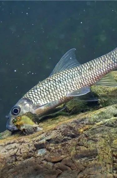 嘉魚是什么？，嘉魚是什么魚小絨球札記嘉魚是什么魚小絨球札記嘉魚是什么意思