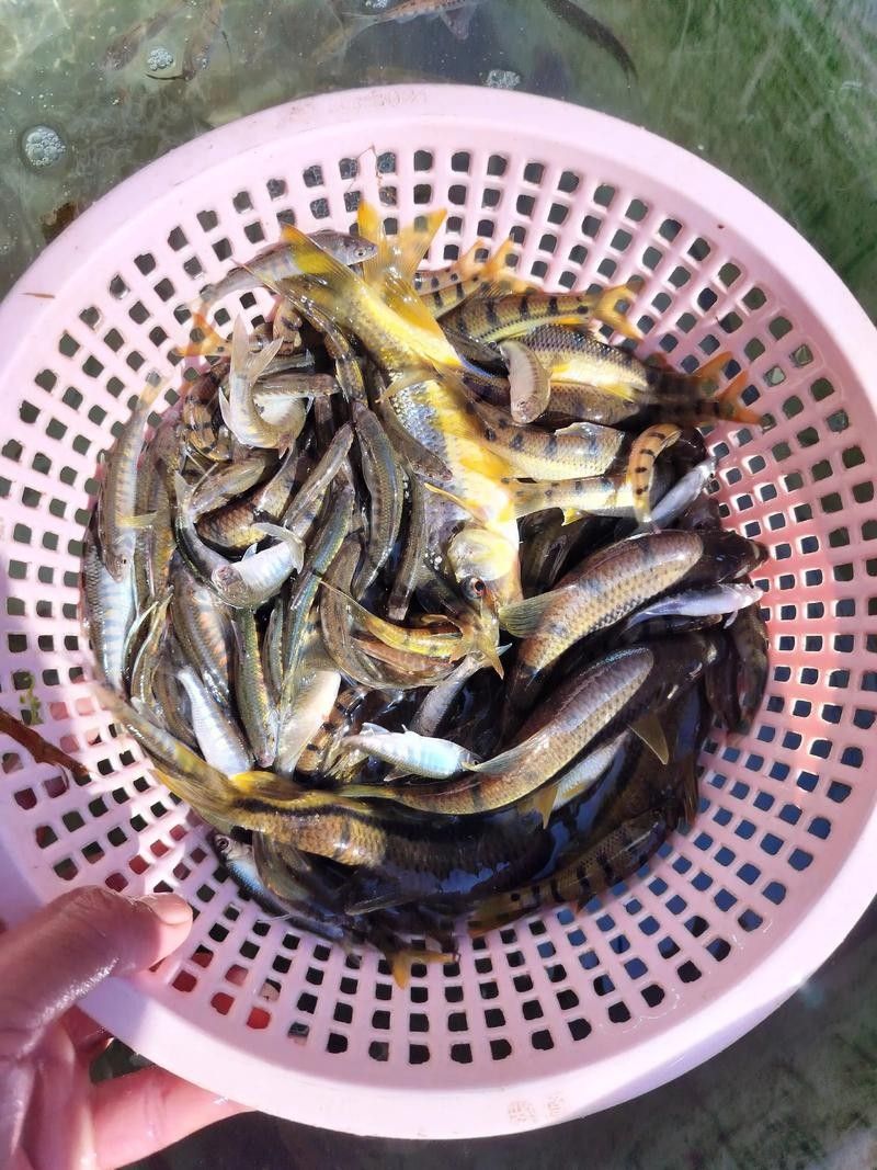 河山坑魚的飼養方法，山坑魚原生態喂龍魚喂虎魚，河山坑魚喂食龍魚和虎魚的混養方法