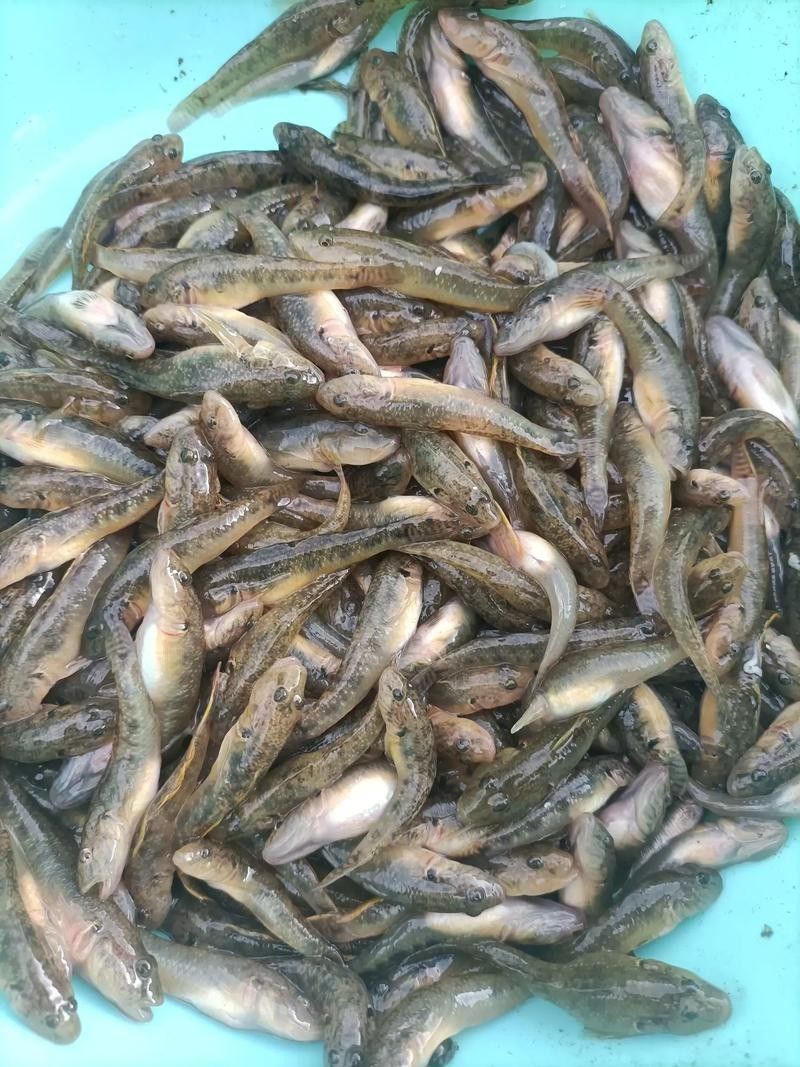 河山坑魚的飼養方法，山坑魚原生態喂龍魚喂虎魚，河山坑魚喂食龍魚和虎魚的混養方法