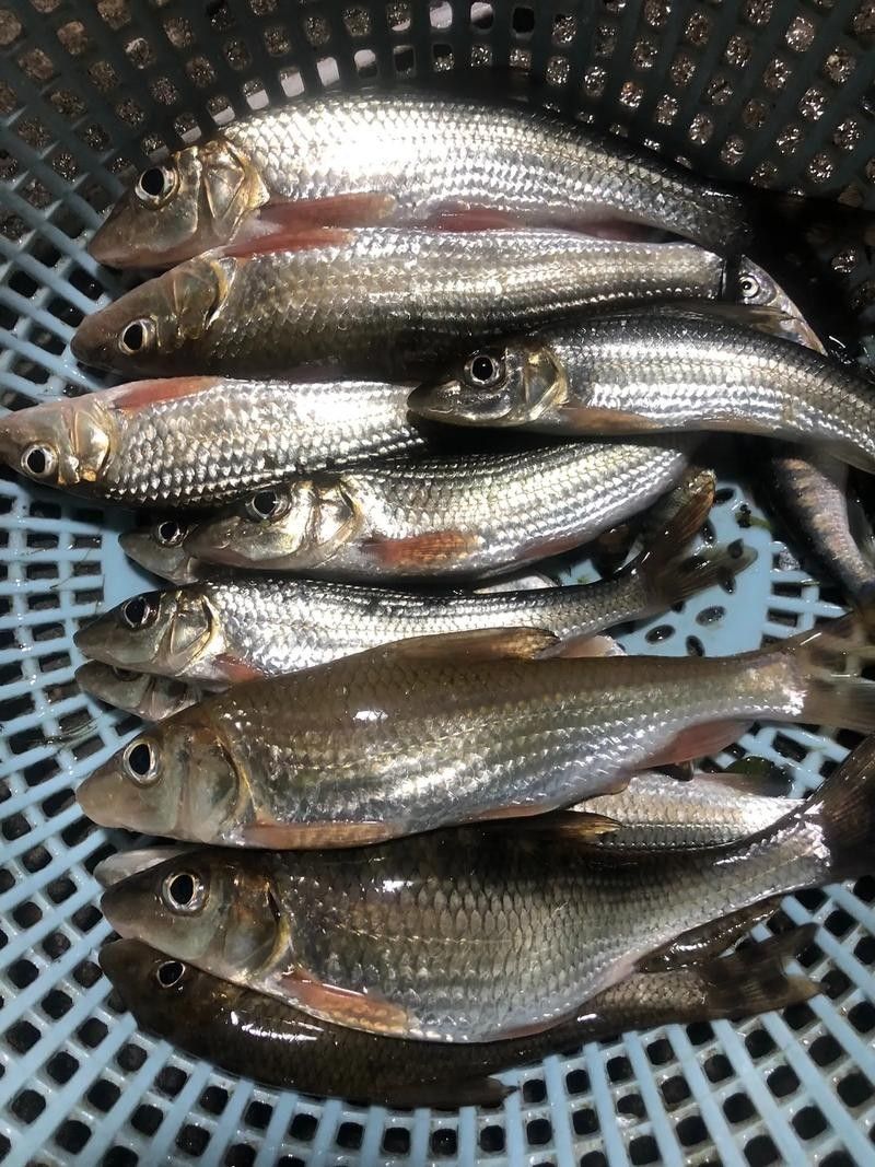 河山坑魚的飼養方法，山坑魚原生態喂龍魚喂虎魚，河山坑魚喂食龍魚和虎魚的混養方法