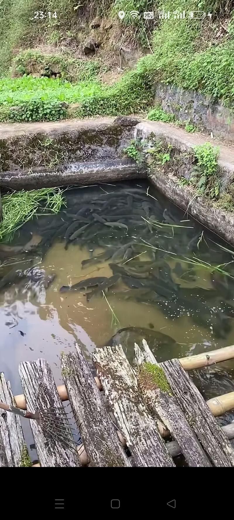 河山坑魚的飼養方法，山坑魚原生態喂龍魚喂虎魚，河山坑魚喂食龍魚和虎魚的混養方法
